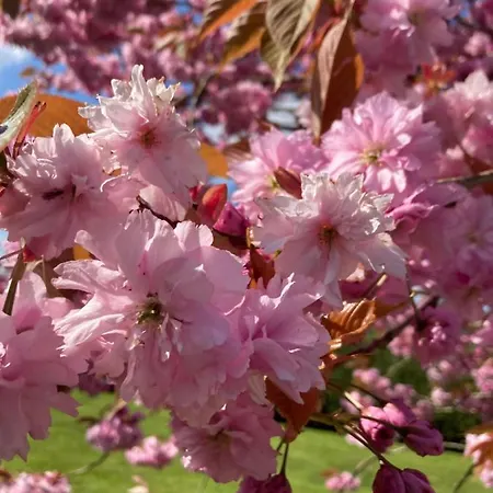 Atlantic Way Shepherd Hut * Moville