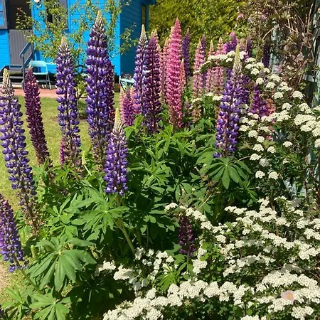 Glamping Atlantic Way Shepherd Hut Moville