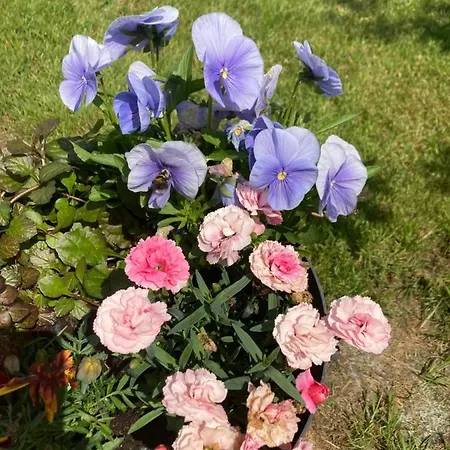 Glamping Atlantic Way Shepherd Hut