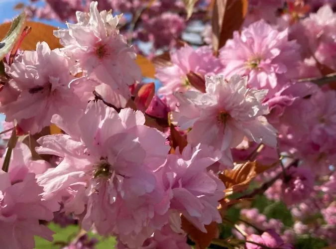 Atlantic Way Shepherd Hut * Moville