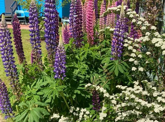Luxe tent Atlantic Way Shepherd Hut Moville