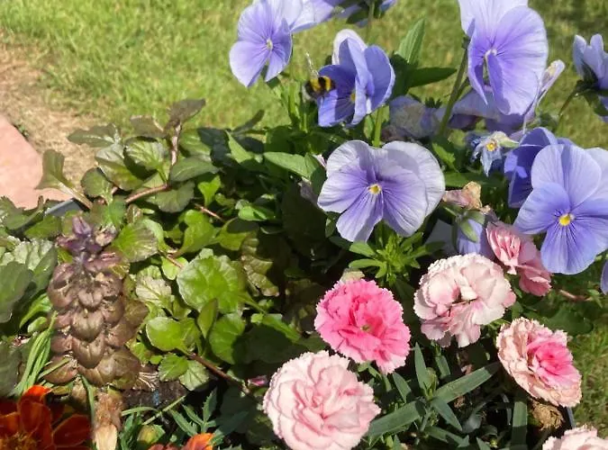 Atlantic Way Shepherd Hut 럭셔리텐트