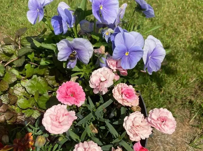Luksustelt Atlantic Way Shepherd Hut